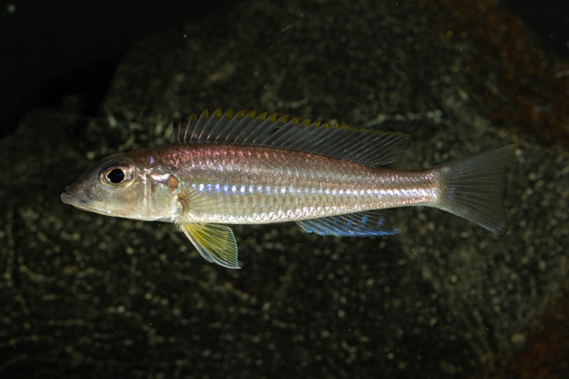 Reganochromis calliurus 'Kalalangabo'